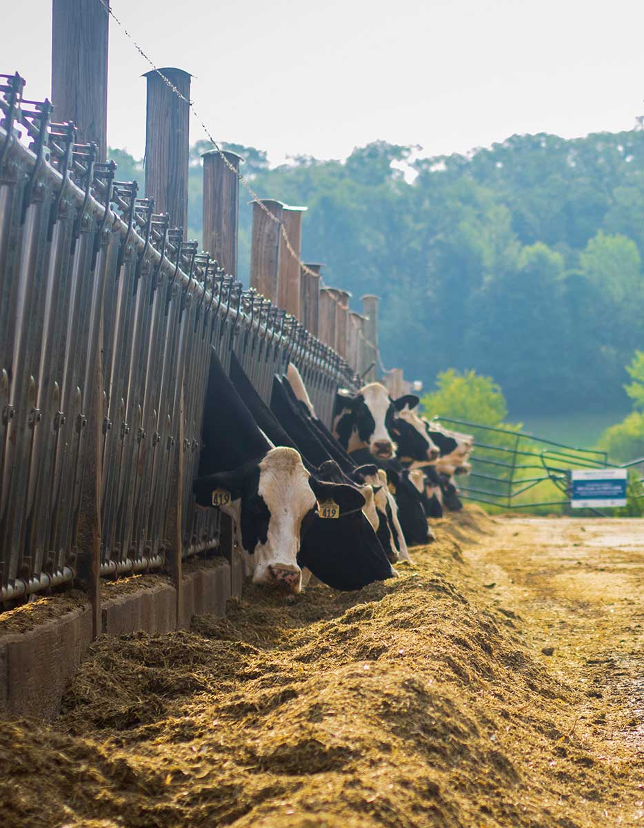 A line of cows eating through a fenceline