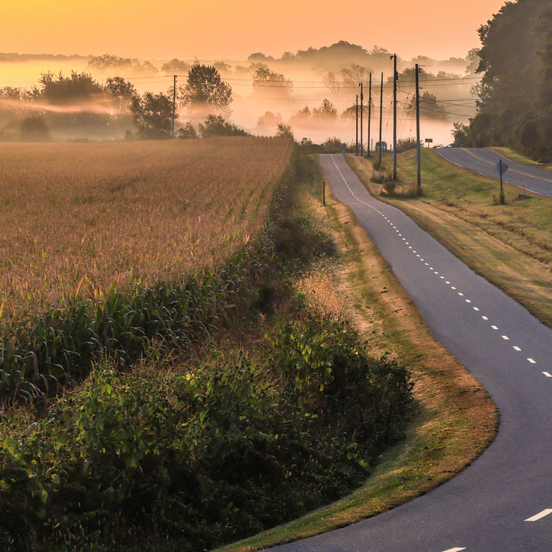 A road running alongside a corn field with fog and trees in the distance