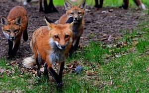 A family of red foxes in a lawn