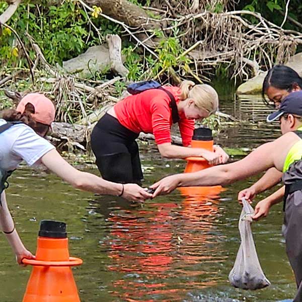 People in a river looking for invasive species