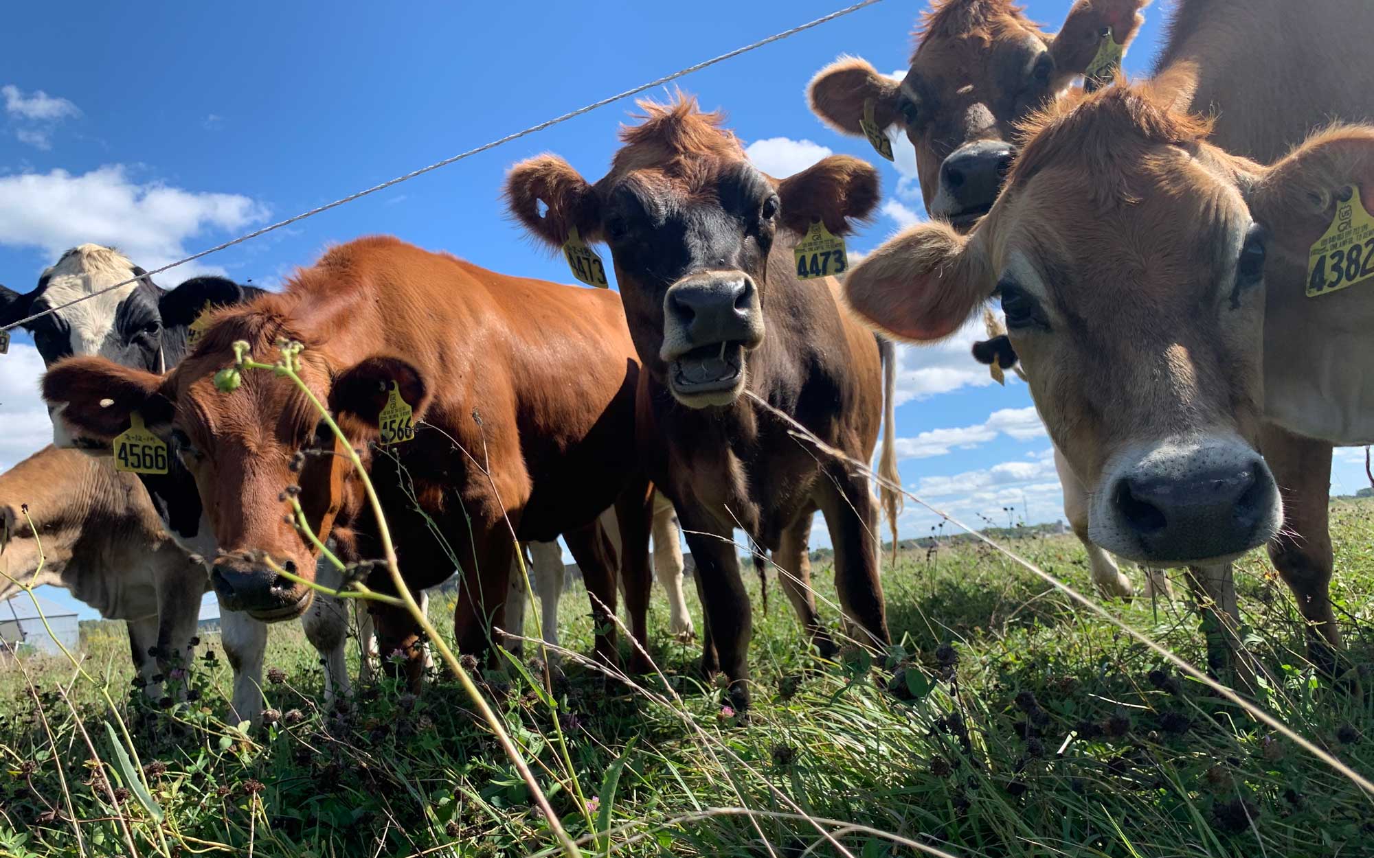 A closeup of several brown cows grazing by a fence line