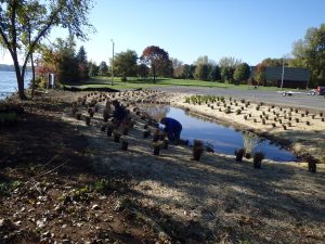 A man kneeling planting native plants in a rain garden near a lake