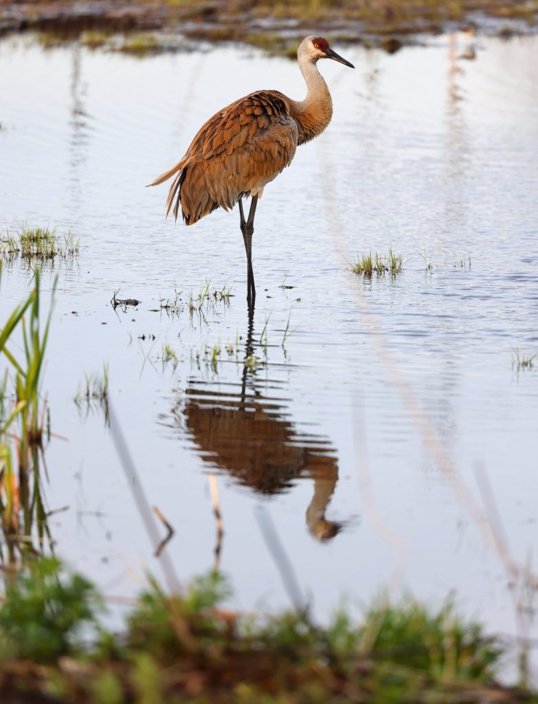 Sandhill crane in water. Photo by Allison Gallipeau