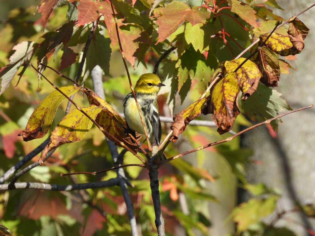 A bird nestled in a tree with changing colors