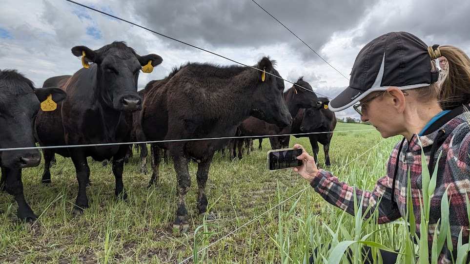 Maranda Miller filming a video of black angus cows