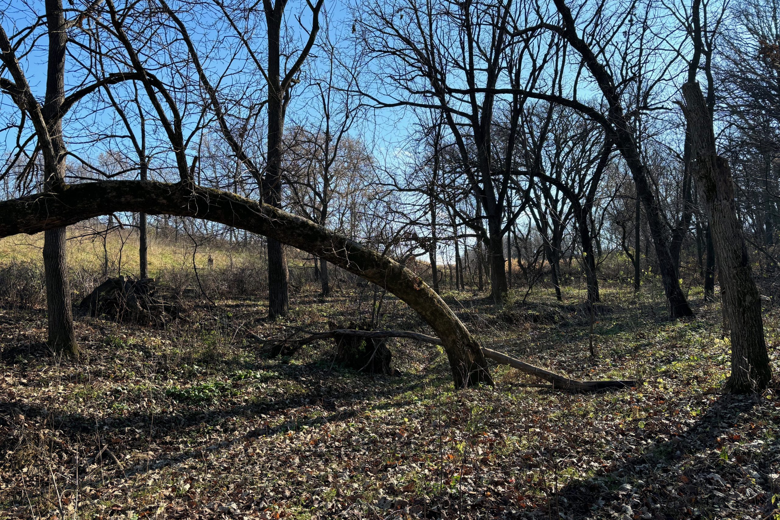 Wooded gully
