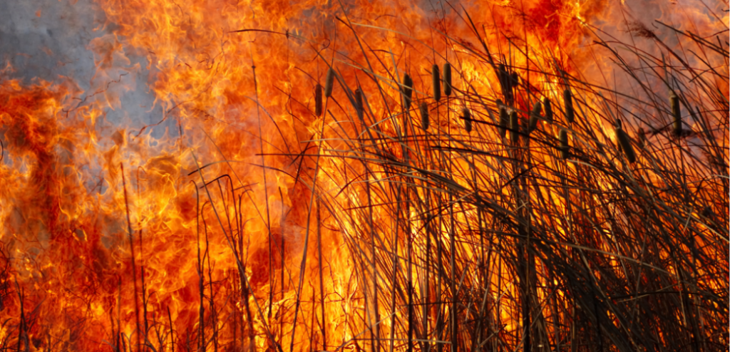 Spreading Research Like Wildfire: How The Tallgrass Prairie & Oak Savanna Consortium Shares Fire Science