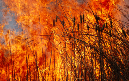 Spreading Research Like Wildfire: How The Tallgrass Prairie & Oak Savanna Consortium Shares Fire Science