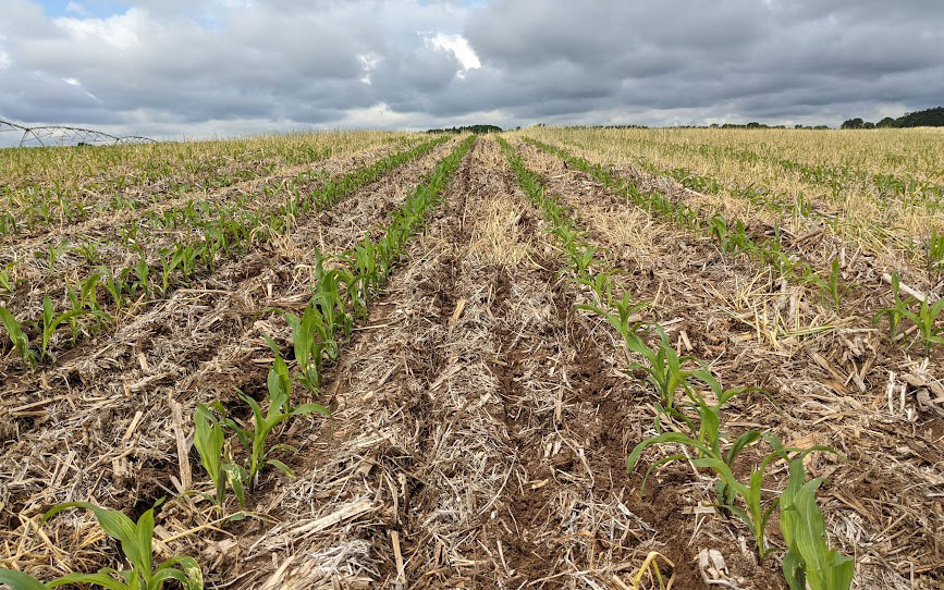 Corn growing with dead cover crops between the rows