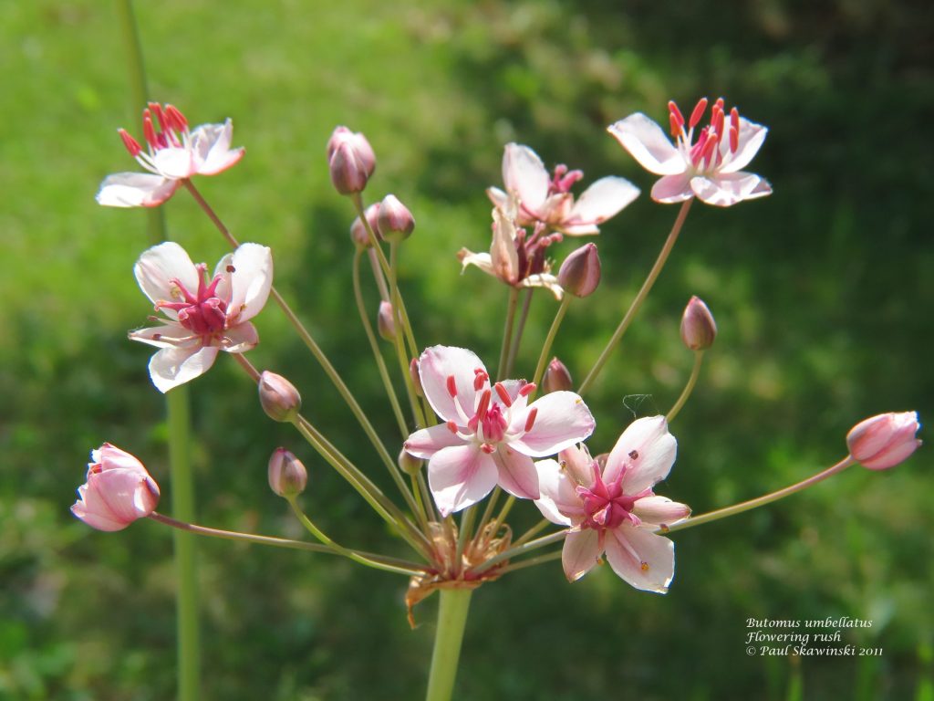Flowering rush