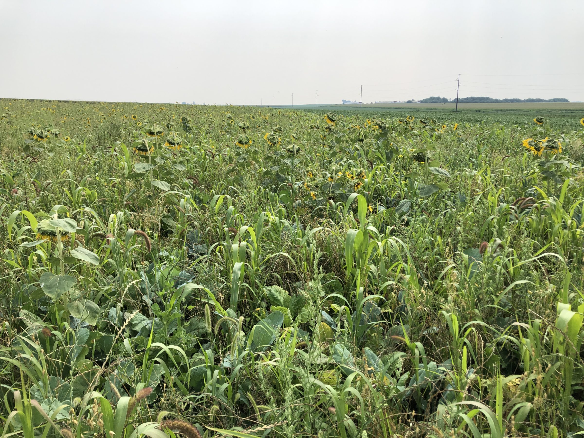 Prairie field with sunflowers
